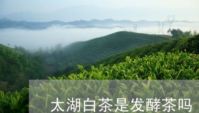 太湖白茶是发酵茶吗/2023071725051