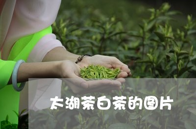 太湖茶白茶的图片/2023061771937