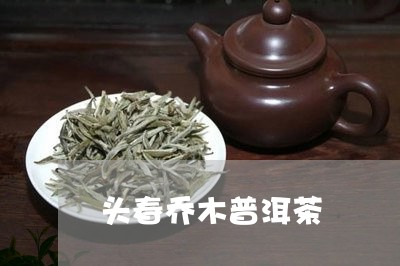 头春乔木普洱茶/2023112664727