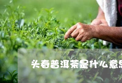 头春普洱茶是什么意思/2023072316168