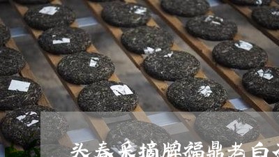 头春采摘牌福鼎老白茶/2023091514925