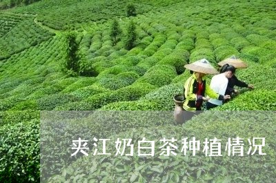 夹江奶白茶种植情况/2023121881605