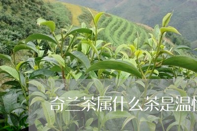 奇兰茶属什么茶是温性/2023071434928