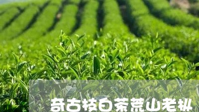 奇古枝白茶荒山老枞/2023071723926