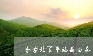 奇古枝百年福鼎白茶/2023120370587