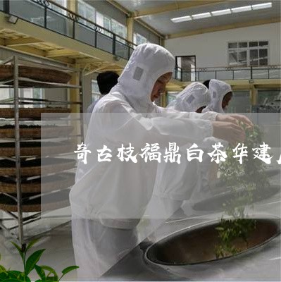 奇古枝福鼎白茶华建店/2023091503259