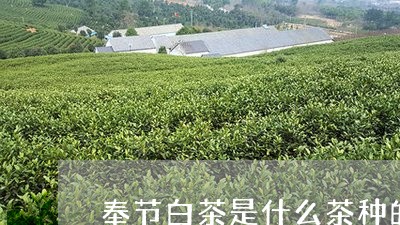 奉节白茶是什么茶种的/2023092875248