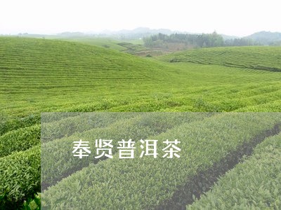 奉贤普洱茶/2023090649370