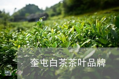 奎屯白茶茶叶品牌/2023061719604