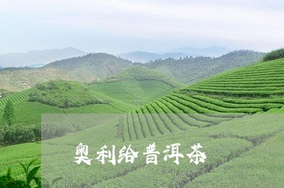 奥利给普洱茶/2023112663049