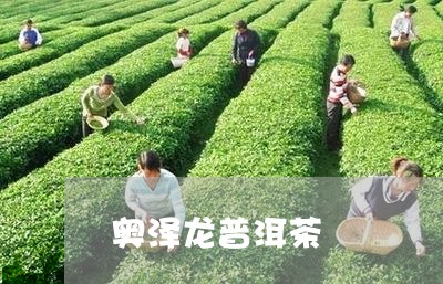 奥泽龙普洱茶/2023042624017