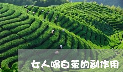 女人喝白茶的副作用/2023071795836