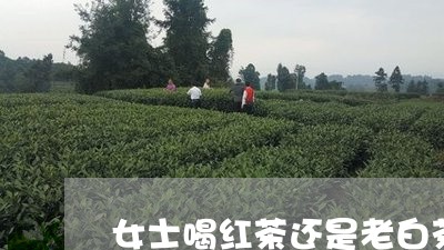 女士喝红茶还是老白茶好/2023101695960