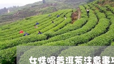 女性喝普洱茶注意事项/2023093017271