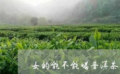 女的能不能喝普洱茶/2023112534918