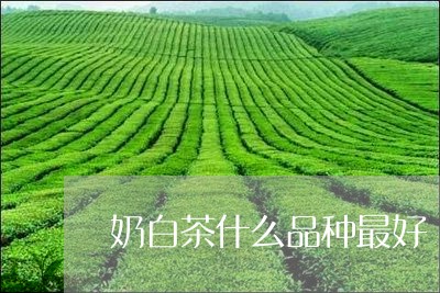 奶白茶什么品种最好/2023071761692