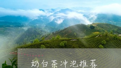 奶白茶冲泡推荐/2023121824259