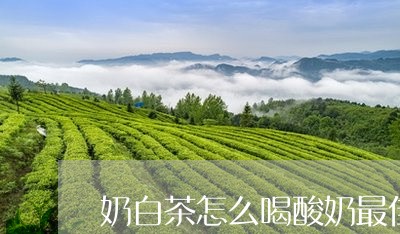 奶白茶怎么喝酸奶最佳/2023092967179