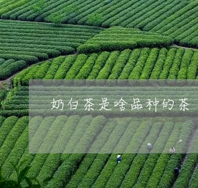 奶白茶是啥品种的茶/2023071678349