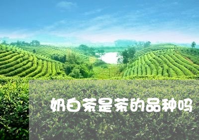 奶白茶是茶的品种吗/2023071680584