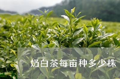奶白茶每亩种多少株/2023121861615