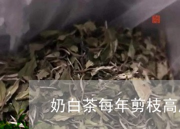 奶白茶每年剪枝高度/2023121849596