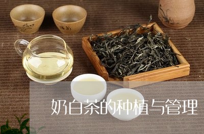 奶白茶的种植与管理/2023081422845