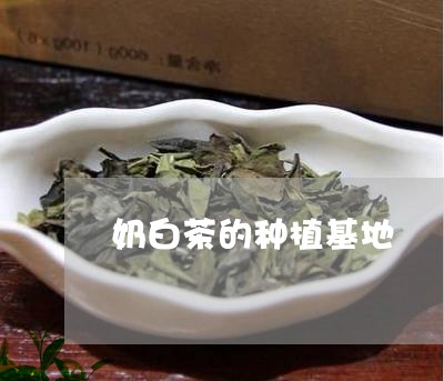 奶白茶的种植基地/2023061707137