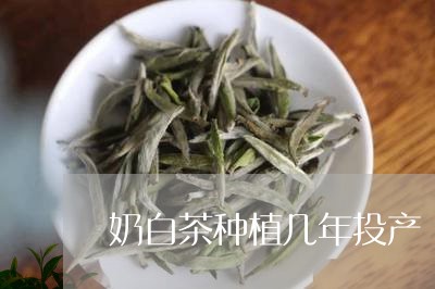 奶白茶种植几年投产/2023071663825