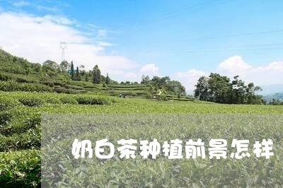 奶白茶种植前景怎样/2023121824240