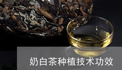 奶白茶种植技术功效/2023121882413