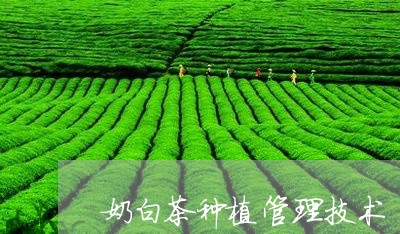 奶白茶种植管理技术/2023121857378