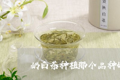 奶白茶种植那个品种好/2023092988363