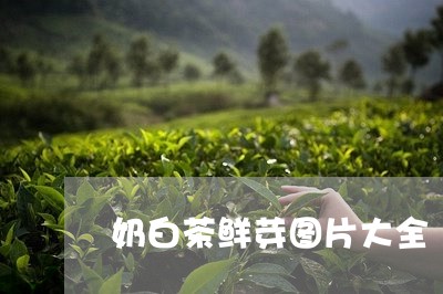 奶白茶鲜芽图片大全/2023081491757