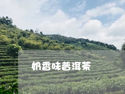 奶香味普洱茶/2023042784103