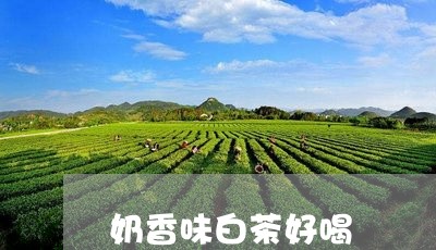 奶香味白茶好喝/2023063028381