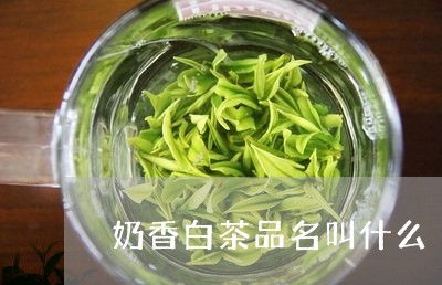 奶香白茶品名叫什么/2023121811572