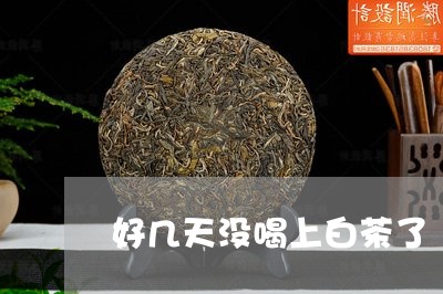 好几天没喝上白茶了/2023071619693