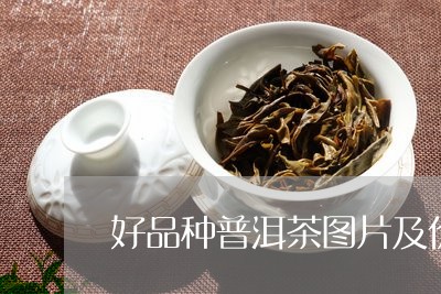 好品种普洱茶图片及价格/2023103152605