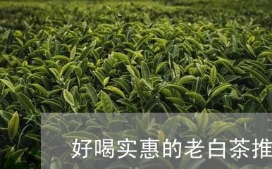 好喝实惠的老白茶推荐/2023111534159