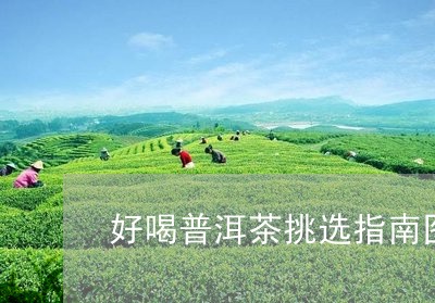 好喝普洱茶挑选指南图文/2023082979594