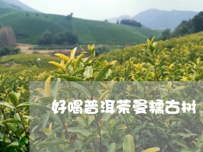 好喝普洱茶曼糯古树/2023120529583