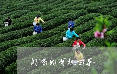 好喝的有机白茶/2023063051793