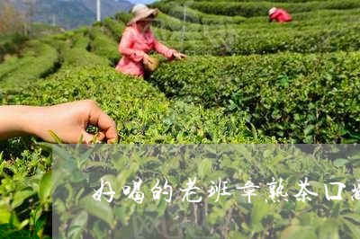 好喝的老班章熟茶口感/2023092429393