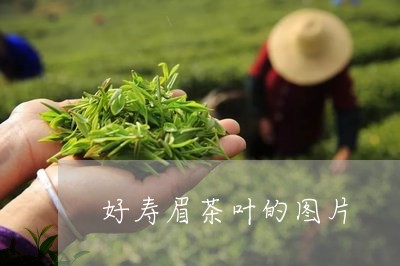 好寿眉茶叶的图片/2023061795039