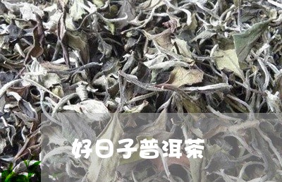 好日子普洱茶/2023042843889