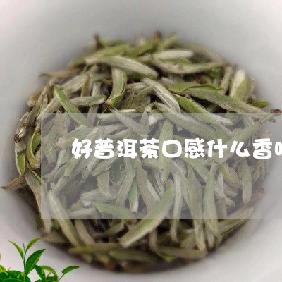 好普洱茶口感什么香味/2023121524968