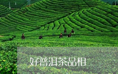 好普洱茶品相/2023042639132