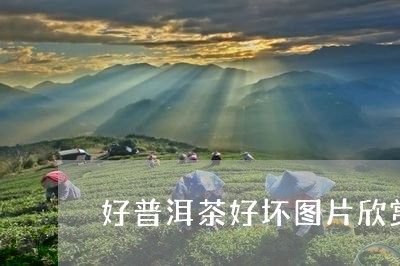 好普洱茶好坏图片欣赏/2023100650494