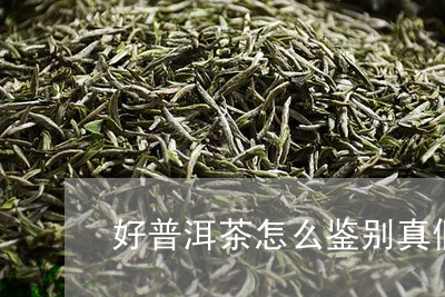 好普洱茶怎么鉴别真假茶/2023110150582